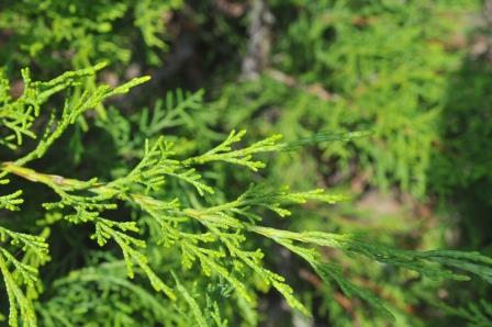 Juniper foliage 