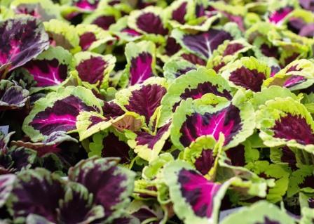 Coleus plants