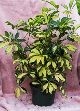 Variegated Hawaiian schefflera