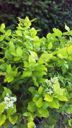 Golden Vicary Privet