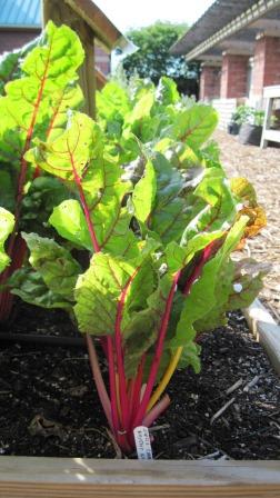Swiss chard, red rib